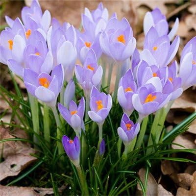 Amazon Co Jp 家庭菜園のための の多くの品種サフラン球根サフランの花サフランクロッカス 8 ホーム キッチン