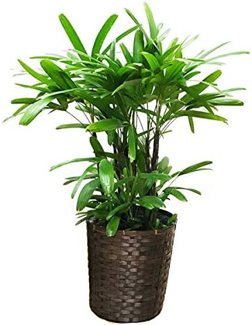 Amazon 観音竹 カンノンチク 鉢カバー付 観葉植物 本物 中型 大型 インテリア 観葉植物 オンライン通販