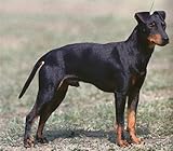 Manchester Terrier Dog Portrait Matted Art Print - 5 in x 7 in Design - 8 in x 10 in Matted