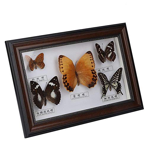 Mumusuki Exquisite Butterflies Insect Specimen Craft Real Framed Birthday Gift Home Decor Ornament(Black frame)