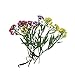 Assorted Colorful Real Pressed Dried Flowers Natural Dried Flowers for Art Craft DIY Resin
