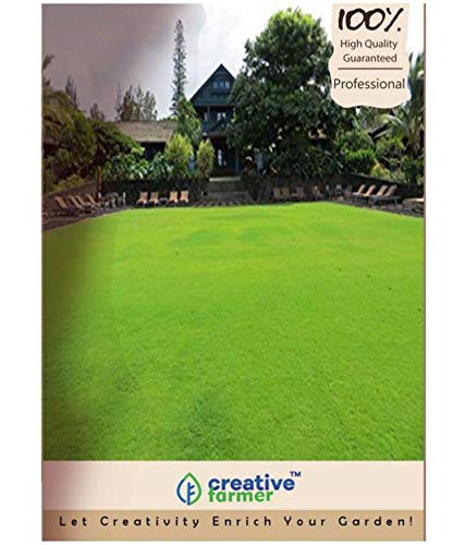 Creative Farmer Couch Lawn Grass Seed Eco Garden Pack Amazon In