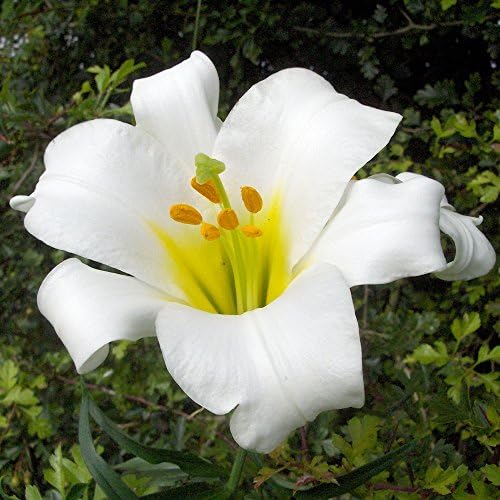 Millthorpe Plant Centre - 3 x Lillium Regale - Regal Lily - Bulbs - FREE DELIVERY!