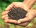 Gift BOH Garden Tea Palas Supreme Premium Black Tea Loose Leaf (3.53 oz), 2 Tin Canisters