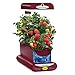 AeroGarden Sprout with Gourmet Herb Seed Pod Kit, Red