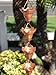 Monarch Pure Copper Butterfly Rain Chain, 8-1/2 Feet Length