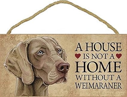 free weimaraner to good home 2019