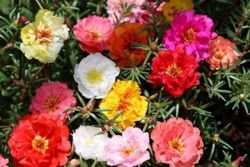 Moss Rose, Portulaca, Double Flower Mix, 550 Seeds!
