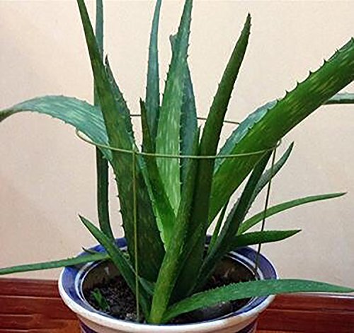 4 rescozy+Small+Garden+Plant+Support