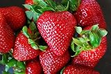 Organic-Rustic-Strawberry-Seeds--105-Count