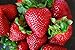Organic Rustic Strawberry Seeds - 105 Count