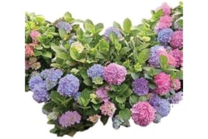 NEW LIFE NURSERY & GARDEN L.A. Dreamin Mophead Hydrangea - Live Plant - Trade Gallon Pot