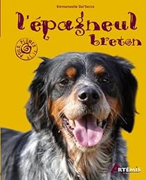 L' épagneul breton