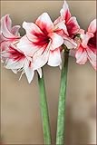 Amaryllis Bulb Red and White Amaryllis Temptation - 28/30cm Bulb - Outstanding Indoor Blooms!