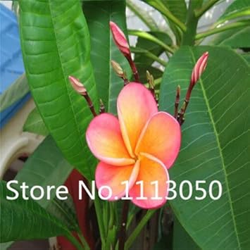 Amazon Co Jp 販売 0ピース10種類盆栽プルメリア種子100 本物のオーガニック咲く花の種の庭の植物 Diy Tools Garden