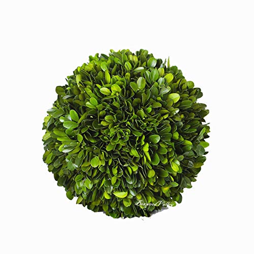 Boxwood Valley Preserved Boxwood Ball Large 8 inch Boxwood Ball Topiary