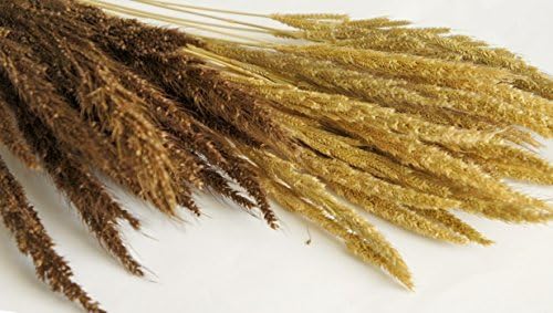 Exotic Elegance Set of 2 Tone Dark and Natural Brown Wild Cockcomb Grass Bundle.