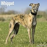 Whippet Calendar - Breed Specific Whippet Calendar - 2016 Wall calendars - Dog Calendars - Monthly Wall Calendar by Avonside