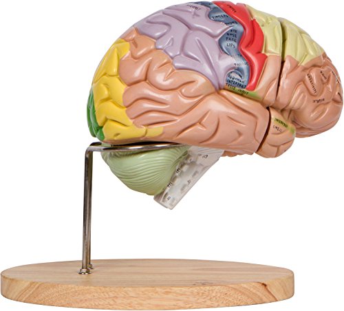 Human Brain Model (Numbered) with Carrying Case - 2X Life-Size Anatomy Model by Geekidoc