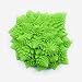 XL Squeaky Dog Toy - Large and Medium Dogs - Sensory Nubby Dog Toy Broccoli - Natural Rubber (Latex) - Free from Harmful Chemicals (Green)