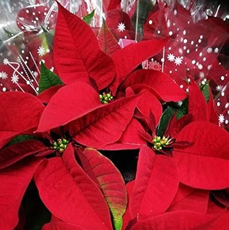 Foto Stella Di Natale Rossa.Stella Di Natale Rossa Vera Pianta Natalizia Euphorbia Pulcherrima Vaso O8 10cm Amazon It Giardino E Giardinaggio