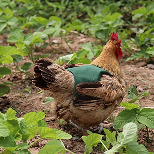 Hangarone Hühnersattel Hen Duck Schürze Sattelweste, einzelne langlebige Baumwolle Henne Schürzen Henne-Flügelschutz mit elastischen Trägern, Henne-Schürzen für Geflügelpflege Zubehör – Bild 7