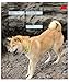 Shiba Inus (Complete Pet Owner's Manuals)