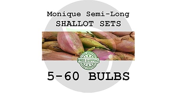 PLAT FIRM Semillas DE GERMINACION: 5 bulbos: Monique Shallot Bulb ...