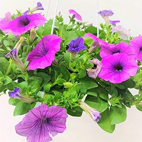 Download Cactus Culture Petunia Flowering Live Plant Amazon In Garden HD Wallpaper Cactus Culture Petunia Flowering Live Plant Amazon In Garden Free HD