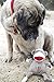 HuggleHounds Knottie Plush Dog Toy - Dog Stuffed Animal Toy, Squeaky Puppy Toys, for Small, Medium & Large Dogs, Durable Plush to Keep Them Busy - Stuey Sock Monkey, Large