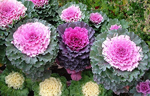 Japanese Ornamental Cabbage Osaka Seeds Mix Flowering Kale Around 40-50 Seeds - Thumbnail 5