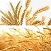 Golden Dried Wheat Sheaves 100 Stems Bundle Premium Autumn Arrangements Full Wholesale DIY Home Table Wedding Xmas Halloween Decoration