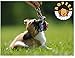 Ropeez Dog Chew Toys for Puppy Teething, Aggressive Chewers for Small Dogs, Natural, Safe