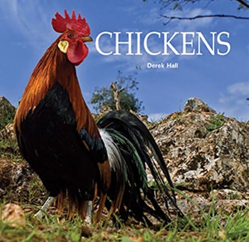 Chickens (7)