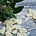 Mastic Mastiha Gum 100% Fresh Natural Tears Of Greek Chios Island (100 gr - 3.52 oz)