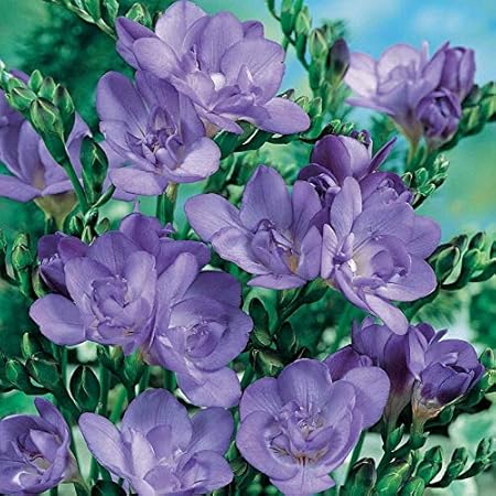 FERNSFLY IMP. Freesia|Freesias Excellent Quality Flower Bulbs for Attractive Aromatic Flowers Home indoor Outdoor Gardening Plants Flowering Bulbs (Pack Of 2, The Blue Bayou Freesia)