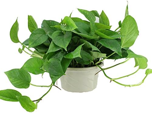 narutosak 100Pcs Scindapsus Aureus Seeds DIY Home Garden Yard Plant Potted Bonsai Decor, Window Table Ornamental, Home Office Store Decoration Photography Decoration