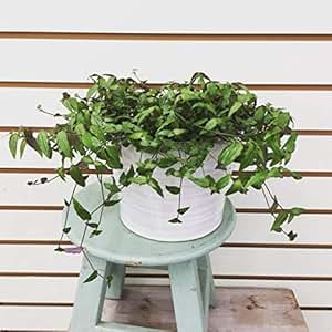 tahitian veil bridal plant