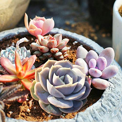 1 Succulent+Echeveria+Surprise+Rosette+Container