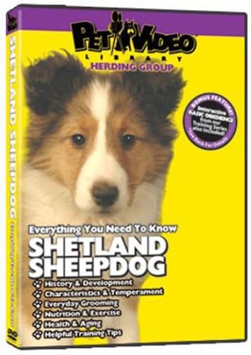 shetland sheepdog grooming
