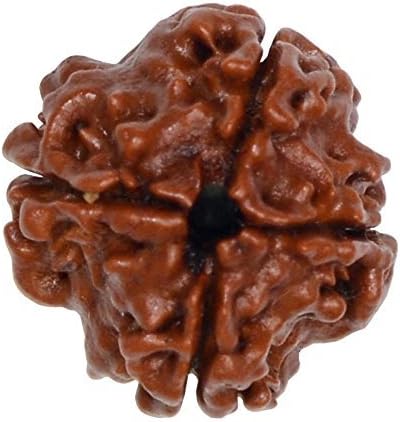 Siddhratan 4 Mukhi rudraksh with Xray and Lab report of Purity