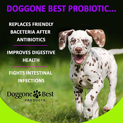 Probiotics for Dogs Tasteless Probiotic Powder for Fast Diarrhea