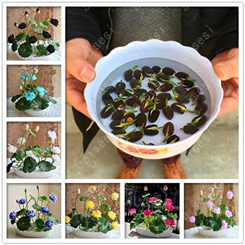 Taka Co Flower Pot Bonsai Flower Lotus Flower for Summer 100% Real Bowl Lotus pots Bonsai Garden Plants 5/Bag 2