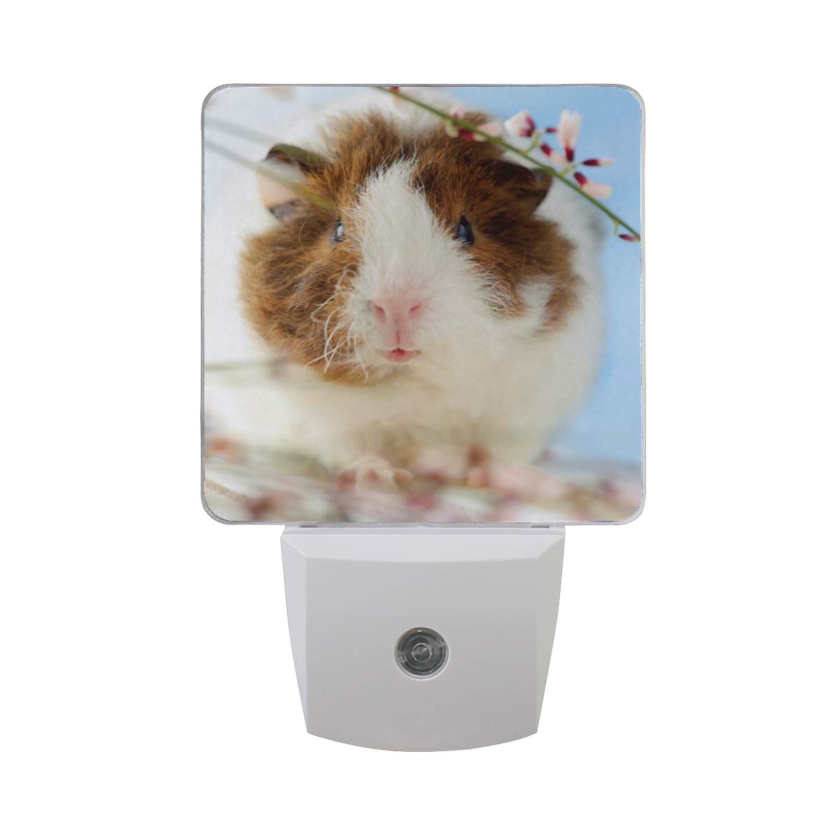 guinea pig lamp