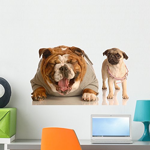 Wallmonkeys Bulldog Laughing Pug Puppy Wall Decal by Peel and Stick Animal Graphics (24 in W x 14 in H) WM181712 Wallmonkeys Bulldog Laughing Pug Puppy Wall Decal by Peel and Stick Animal Graphics (24 in W x 14 in H) WM181712