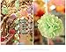 Saitec ® 12PCS Mixed Sizes White & Silver Tissue Paper Pom Poms Pompoms Wedding Birthday Party Decoration Holiday Supplies