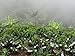 Colombian Green Unroasted Coffee Beans 3- Pounds Single Origin Farm - Barcelona