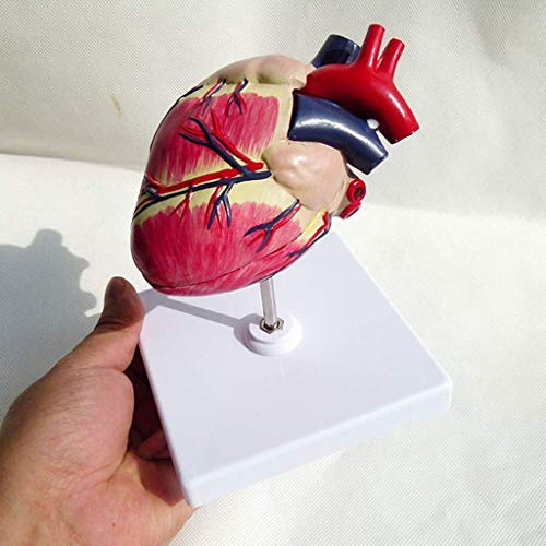 image for LXX Dog Heart Anatomical Model Nature Size Canine Pet Organ Teaching I