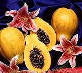 *EXOTIC*rare* DWARF PAPAYA*5 SEEDS*EZ GROW*sweet* #1059