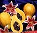 *EXOTIC*rare* DWARF PAPAYA*5 SEEDS*EZ GROW*sweet* #1059